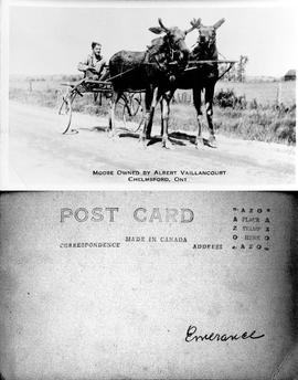 Moose Owned by Albert Vaillancourt, Chelmsford, Ont. - Post Card - Emerance